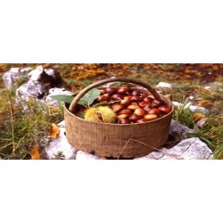 Sacco di Castagne da 5 kg